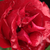 Roșu - Trandafir pentru straturi Floribunda - Inge Kläger